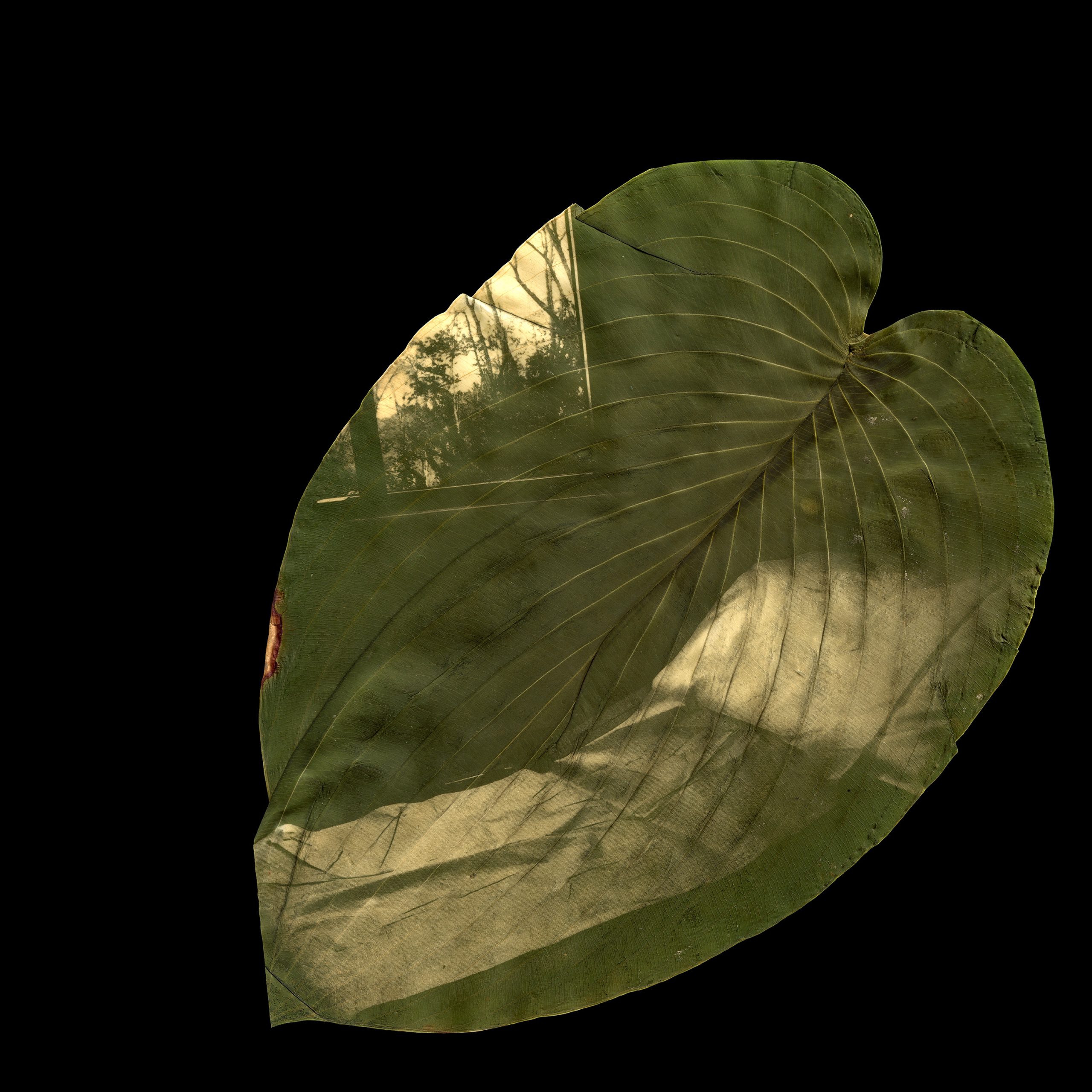A heart-shaped hosta leaf on a black background. Printed in the chlorophyll is an empty hospital bed, lit by the natural light of a nearby window.