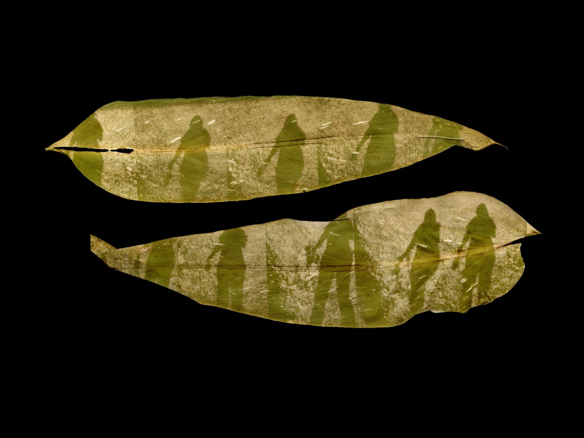 Two calla lily leaves placed horizontally on a black background. On each leaf, printed in the chlorophyll, is a cascading series of my shadow as I walk.