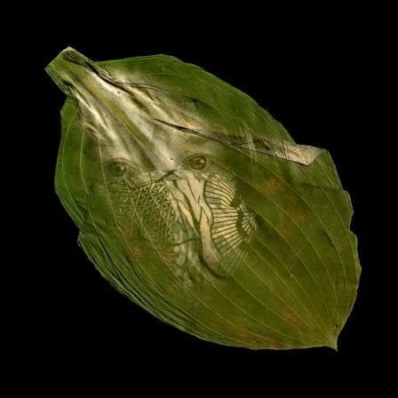 A green oval-shaped hosta leaf on a black background. The leaf is going diagonally across the frame with the leaf stem in the top left. Printed into the chlorophyll is a self-portrait where my eyes and face masks are visible. The rest of my face and hair gradually disappear into the leaf.