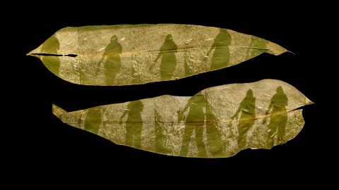 Chlorophyll print on calla lily leaves, ID: Two calla lily leaves placed horizontally on a black background. On each leaf, printed in the chlorophyll, is a cascading series of my shadow as I walk.