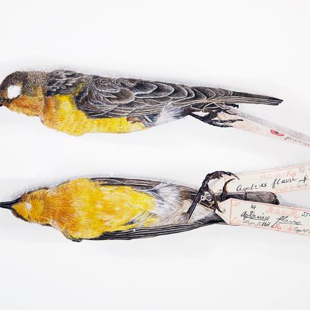 A drawing of two Saffron-Cowled Blackbirds stacked horizontally. The bird on the top is lying on its side and the one below is on its back. It has bright yellow feathers on its belly and tan feathers on top. Both birds have tags on their feet with ID numbers and scientific names.