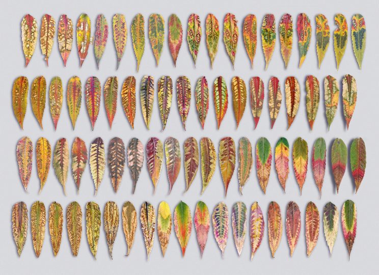 a digital print of long, tear-shaped senescent Sumac leaves in a grid. The leaves are in various stages of color shifts due to stress. The shifting hues of the leaves are reminiscent of fall: yellow, red, orange, and green. Their unique patterns make visible the stresses of marginalization and of environmental degradation.