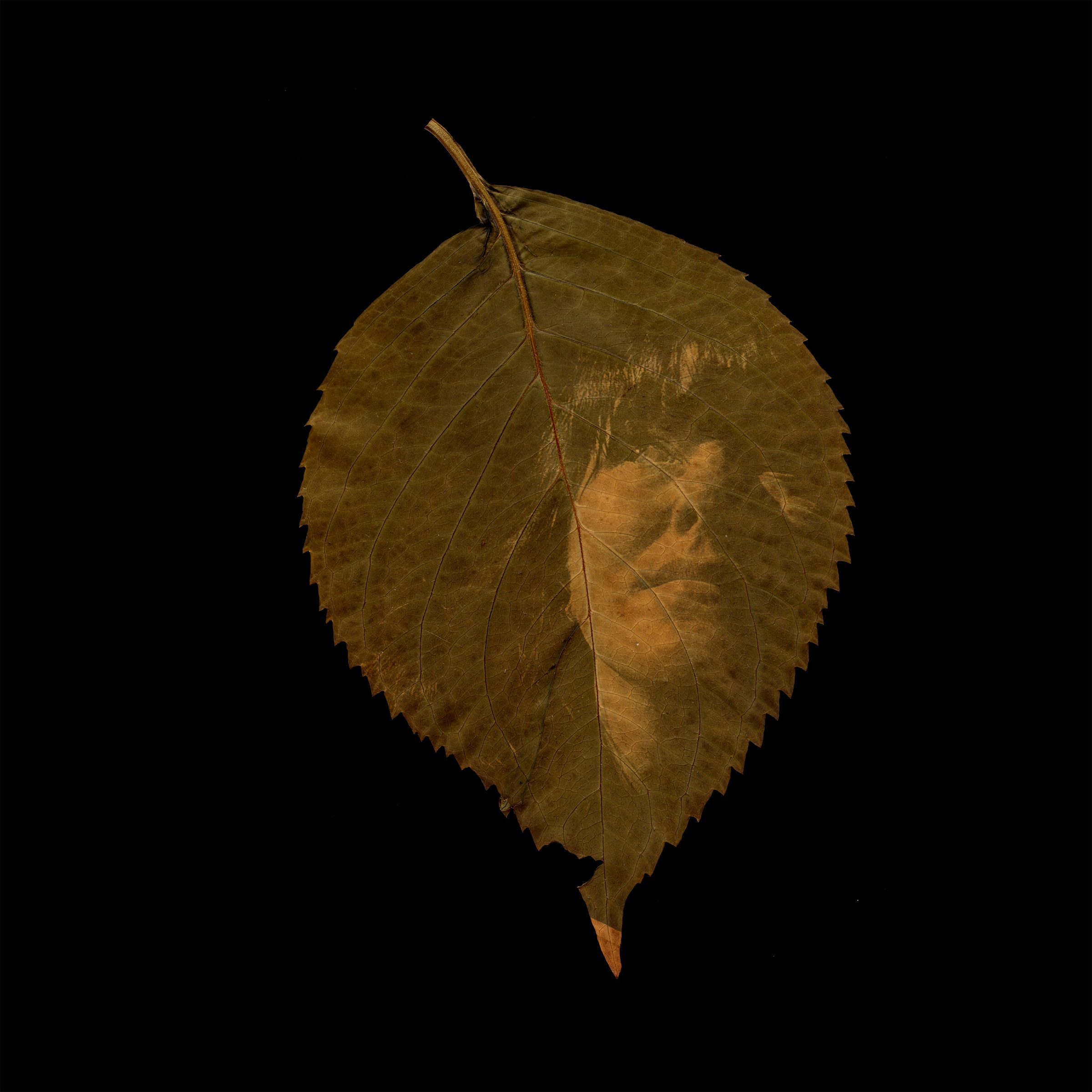 A round brown hydrangea leaf on a black background. Printed in the light umber chlorophyll is a self-portrait where half my face is lit by the sun and my head and eyes are tilted upward.