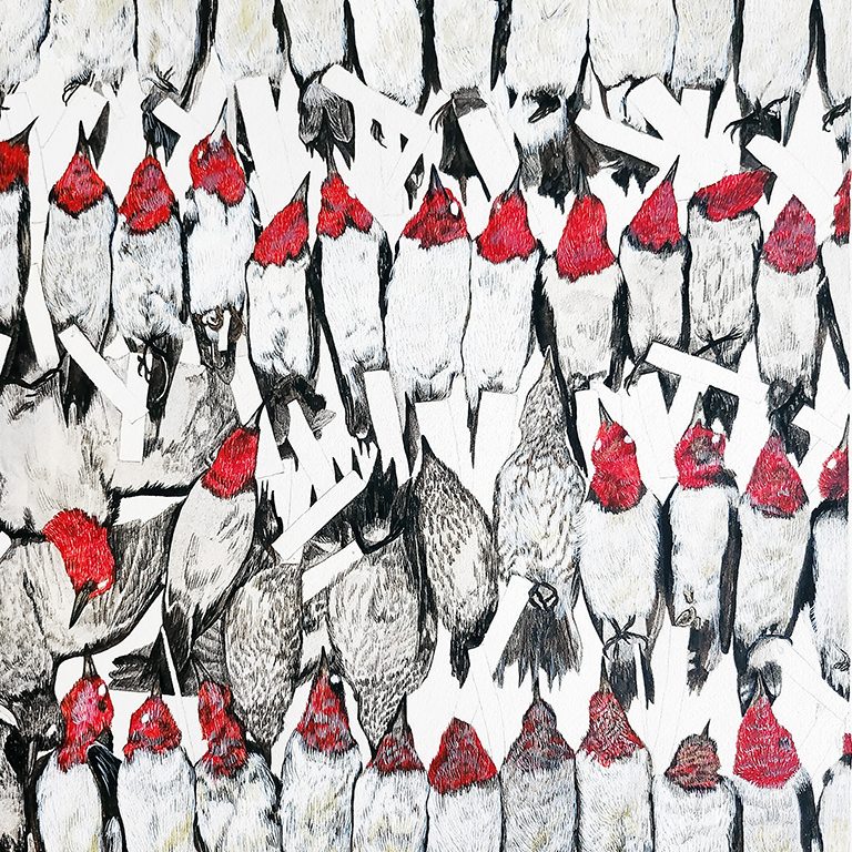 Image08-BO A drawing of Red-Headed Woodpeckers lined up in rows, all the birds are dead and now treated as specimens. They are positioned on their backs, white bellies showing, and red necks, heads, and beaks extended. Some birds have tags on their feet.