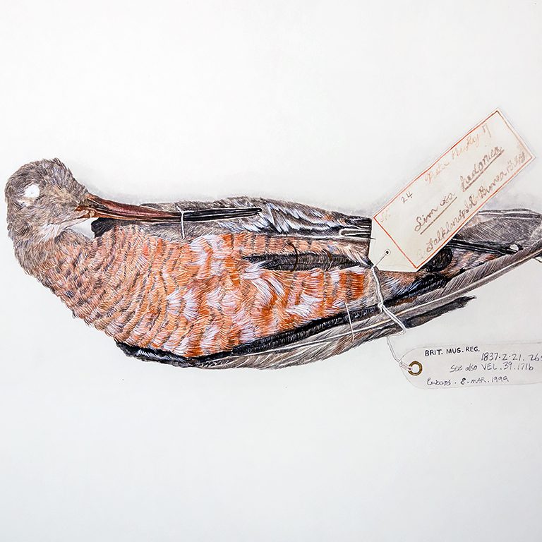 Image1-BO A highly detailed drawing of a Hudson Godwit lying on its back. Its head and beak are tucked in towards its body. It has orange and white feathers on its underside and tan feathers on top. Its feet are tagged with labels containing ID #, collection, and scientific name.