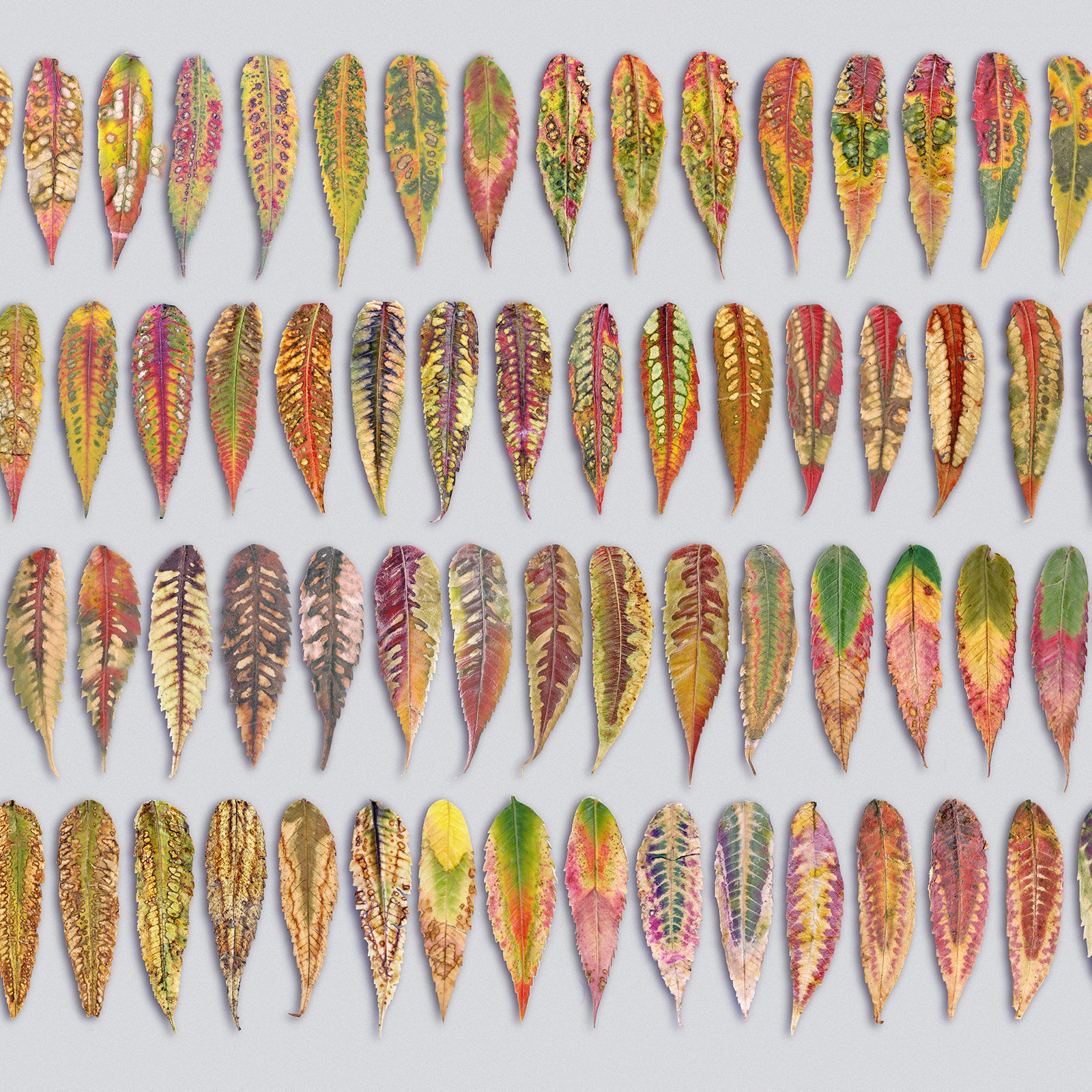 a digital print of long, tear-shaped senescent Sumac leaves in a grid. The leaves are in various stages of color shifts due to stress. The shifting hues of the leaves are reminiscent of fall: yellow, red, orange, and green. Their unique patterns make visible the stresses of marginalization and of environmental degradation.
